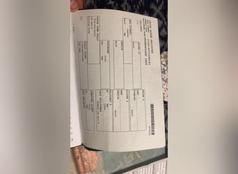 Caballo de deporte irlandés, Yegua, 14 años, 175 cm, Castaño rojizo