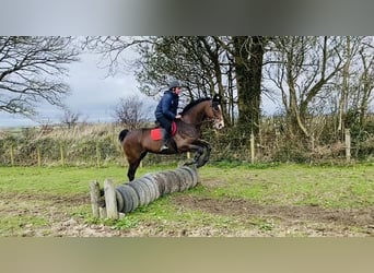 Caballo de deporte irlandés, Yegua, 14 años, 175 cm, Castaño rojizo