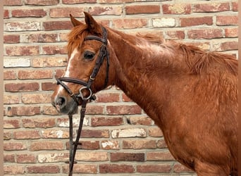Caballo de deporte irlandés, Yegua, 15 años, 137 cm, Alazán