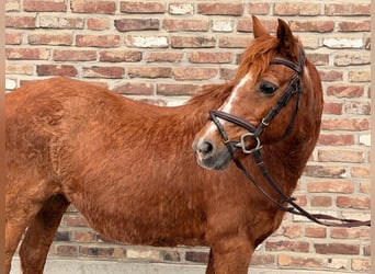 Caballo de deporte irlandés, Yegua, 15 años, 137 cm, Alazán
