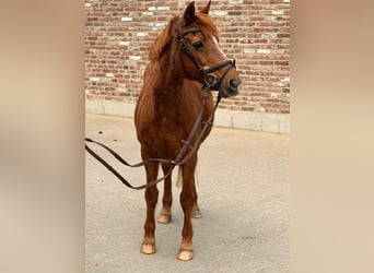 Caballo de deporte irlandés, Yegua, 15 años, 137 cm, Alazán