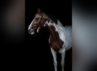 Caballo de deporte irlandés, Yegua, 15 años, 157 cm, Pío