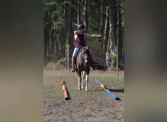 Caballo de deporte irlandés, Yegua, 15 años, 160 cm