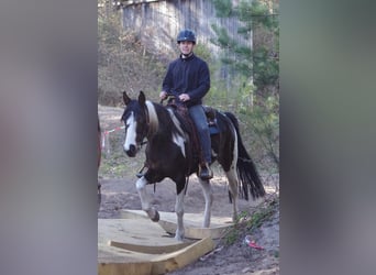 Caballo de deporte irlandés, Yegua, 15 años, 160 cm