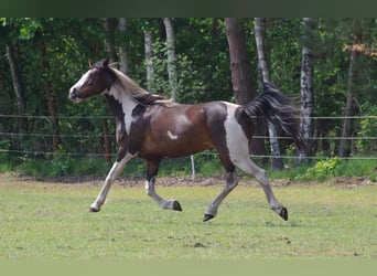 Caballo de deporte irlandés, Yegua, 15 años, 160 cm