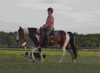 Caballo de deporte irlandés, Yegua, 15 años, 160 cm