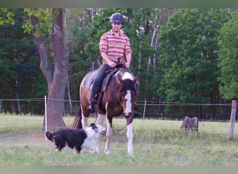 Caballo de deporte irlandés, Yegua, 15 años, 160 cm