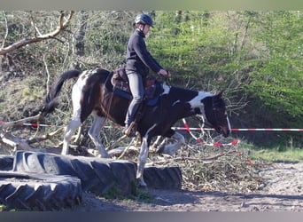 Caballo de deporte irlandés, Yegua, 15 años, 160 cm