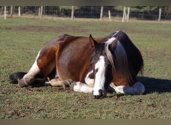 Caballo de deporte irlandés, Yegua, 15 años, 160 cm