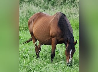 Caballo de deporte irlandés, Yegua, 15 años, 162 cm, Castaño