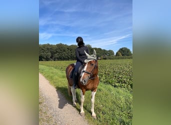 Caballo de deporte irlandés, Yegua, 15 años, 165 cm, Pío
