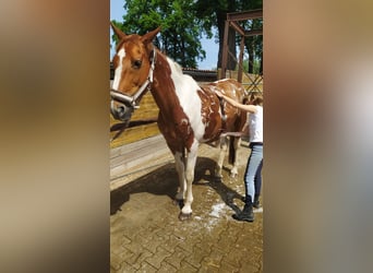 Caballo de deporte irlandés, Yegua, 15 años, 165 cm, Pío