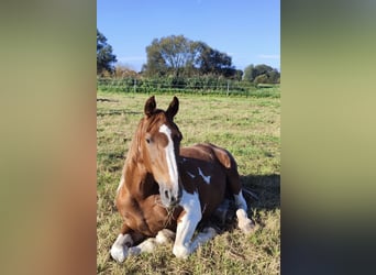 Caballo de deporte irlandés, Yegua, 15 años, 165 cm, Pío