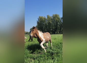 Caballo de deporte irlandés, Yegua, 15 años, 165 cm, Pío