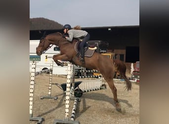 Caballo de deporte irlandés, Yegua, 15 años, 167 cm, Alazán