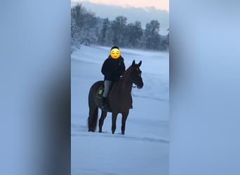 Caballo de deporte irlandés, Yegua, 15 años, 167 cm, Alazán