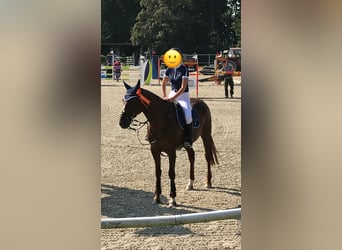 Caballo de deporte irlandés, Yegua, 15 años, 167 cm, Alazán