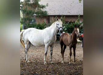 Caballo de deporte irlandés, Yegua, 15 años, 167 cm, Tordo