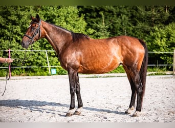 Caballo de deporte irlandés, Yegua, 15 años, 169 cm, Castaño