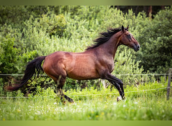 Caballo de deporte irlandés, Yegua, 15 años, 169 cm, Castaño