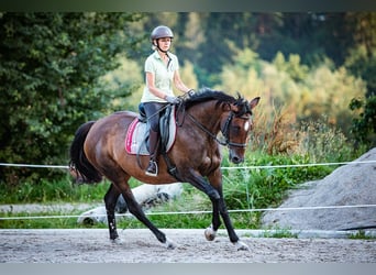 Caballo de deporte irlandés, Yegua, 15 años, 169 cm, Castaño