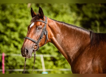 Caballo de deporte irlandés, Yegua, 15 años, 169 cm, Castaño