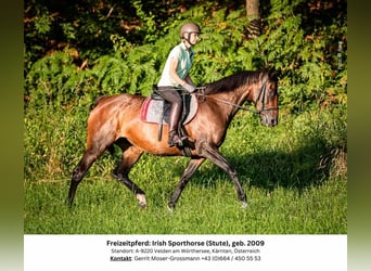 Caballo de deporte irlandés, Yegua, 15 años, 169 cm, Castaño