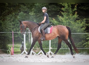 Caballo de deporte irlandés, Yegua, 15 años, 169 cm, Castaño