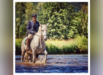 Caballo de deporte irlandés, Yegua, 15 años, 173 cm, Tordo