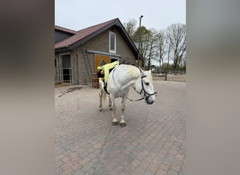 Caballo de deporte irlandés, Yegua, 15 años, 173 cm, Tordo