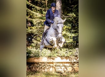 Caballo de deporte irlandés, Yegua, 15 años, 173 cm, Tordo