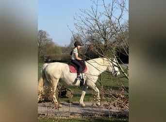 Caballo de deporte irlandés, Yegua, 15 años, 173 cm, Tordo