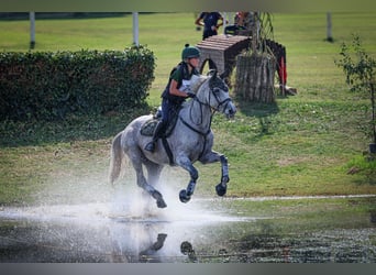 Caballo de deporte irlandés, Yegua, 16 años, 160 cm, Tordo