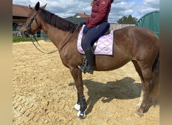 Caballo de deporte irlandés, Yegua, 16 años, 170 cm, Castaño oscuro