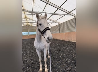 Caballo de deporte irlandés, Yegua, 16 años, 174 cm, Tordo picazo