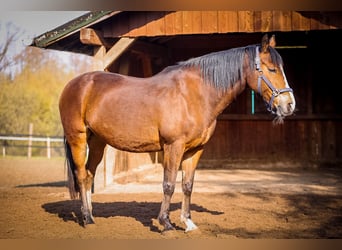 Caballo de deporte irlandés, Yegua, 16 años, Castaño