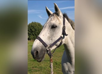 Caballo de deporte irlandés, Yegua, 17 años, 163 cm, Tordo