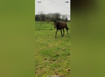 Caballo de deporte irlandés, Yegua, 1 año, 165 cm, Castaño rojizo