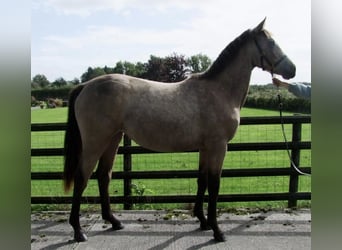 Caballo de deporte irlandés, Yegua, 1 año, Bayo