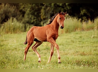 Caballo de deporte irlandés Mestizo, Yegua, 1 año, Castaño