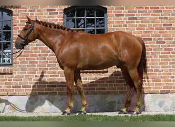 Caballo de deporte irlandés, Yegua, 22 años, 162 cm, Tordo