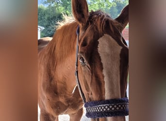 Caballo de deporte irlandés Mestizo, Yegua, 23 años, 164 cm, Alazán
