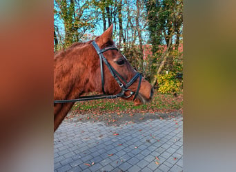 Caballo de deporte irlandés, Yegua, 24 años, 140 cm, Alazán-tostado