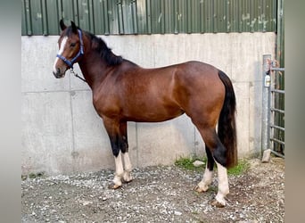 Caballo de deporte irlandés, Yegua, 3 años, 155 cm, Castaño rojizo