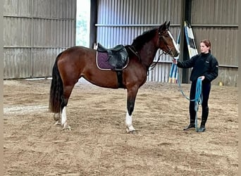 Caballo de deporte irlandés, Yegua, 3 años, 155 cm, Castaño rojizo