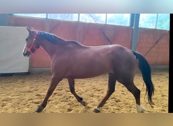 Caballo de deporte irlandés, Yegua, 3 años, 162 cm, Alazán