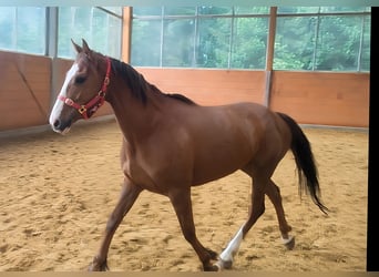 Caballo de deporte irlandés, Yegua, 3 años, 162 cm, Alazán
