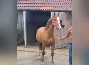 Caballo de deporte irlandés, Yegua, 3 años, 162 cm, Alazán