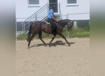 Caballo de deporte irlandés, Yegua, 3 años, 164 cm, Castaño