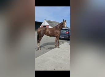 Caballo de deporte irlandés, Yegua, 3 años, 168 cm, Alazán-tostado
